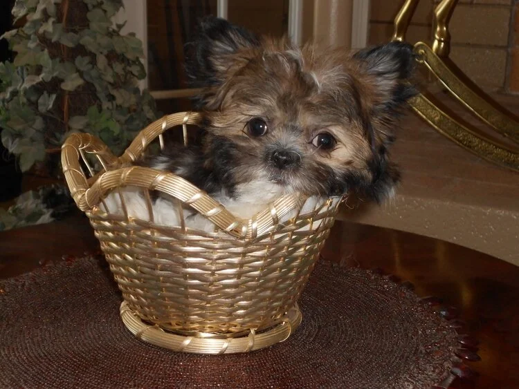 Mi ki puppies for sale sales under 1000